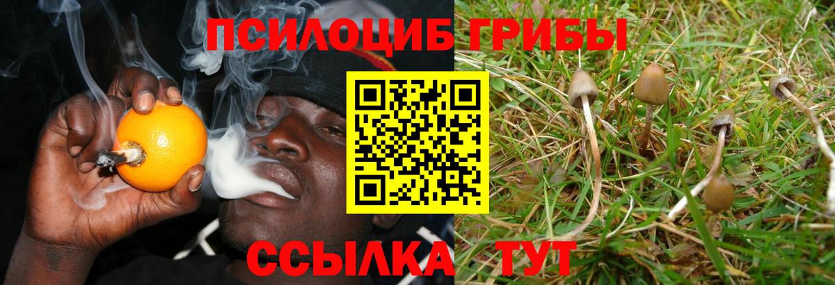 Галлюциногенные грибы Psilocybine cubensis Ухта
